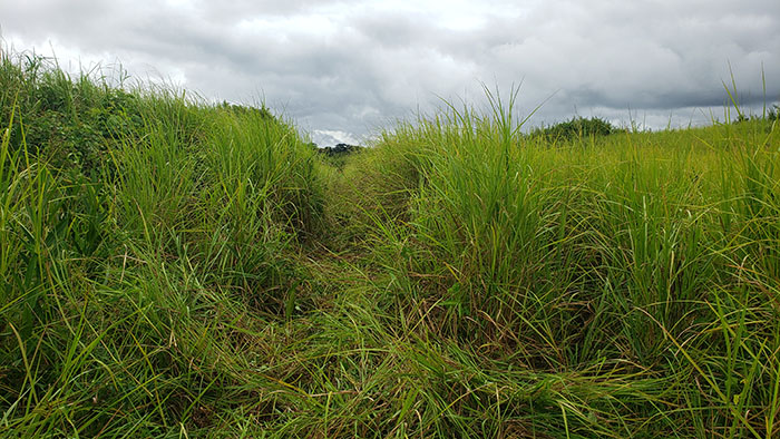 à NKOTENG pour le placement de deux lots de 12 et 10 hectares en savane 