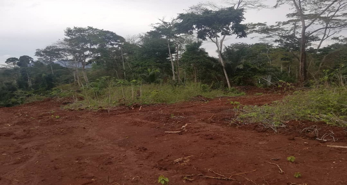 Plus de deux hectares de terrain  disponible a  Nouma  aux environs de Yaounde Nkolbisson 