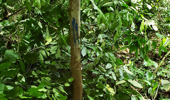  50 hectares de terrain à vendre